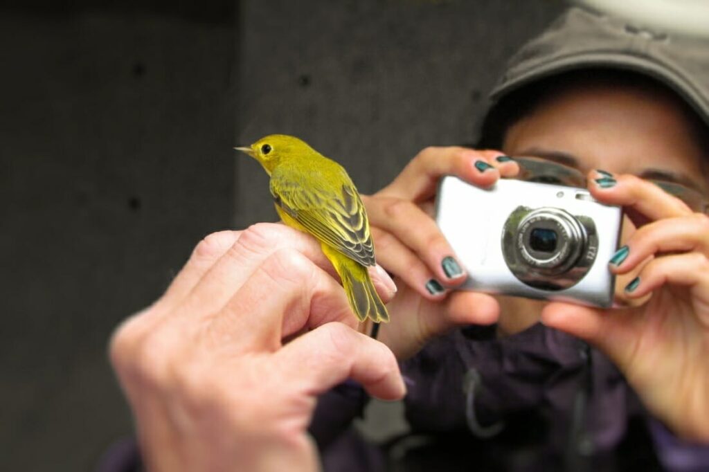 Best Point and Shoot Cameras for Birding